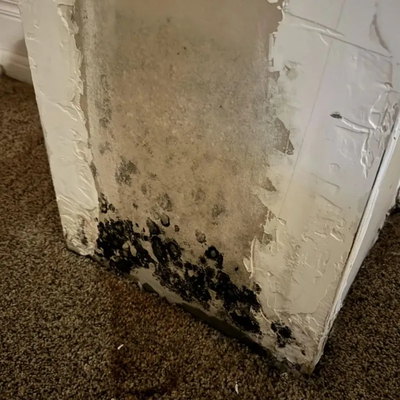 Professional Mold Removal in Oak Leaf, TX